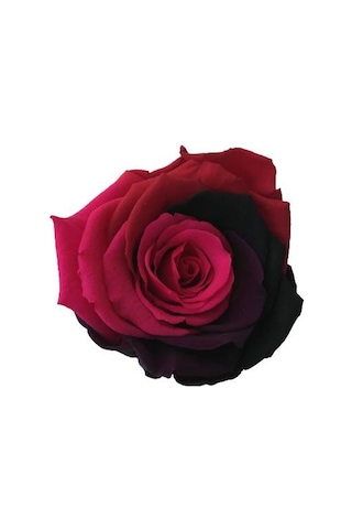 Rose Amor Parçalı Renk Pembe Bordo Solmayan Şoklanmış Gül Xl