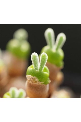 10 Adet Rabbit Ear Shape Rare Succulent Tohumu