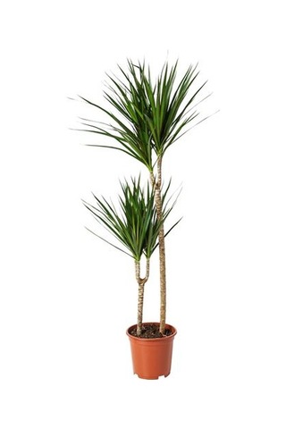 Ikea Dracaena Margınata Canlı Bitki, Yeşil, 19 Cm, 2 Dal Dragon Ağacı