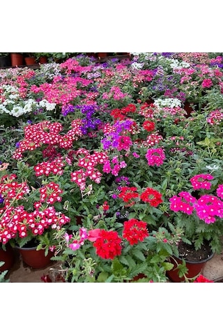 Mine Çiçeği 5 Adet Saksılı - Verbena Yer Minesi