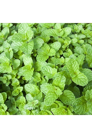 Bykurt Sunagri Nane Tohumu - Aromatik, Tıbbi Özellikli, Çok Yıllık, Kolay Yetiştirilir 100 Adet