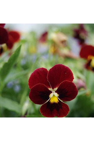 Arkwright Cornuta Violet Menekşe Çiçeği Tohumu 100 Tohum