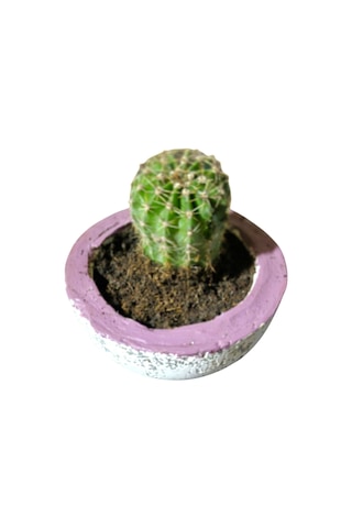 Alçı Saksı Kaktüs Alçı Saksı