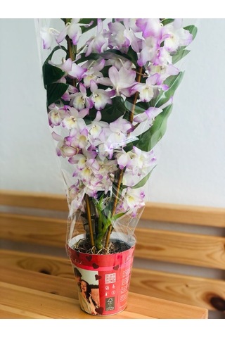 Dendrobium Orkide Exclusive - Mor N11.5479