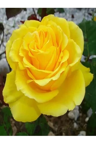Videolu 1 Adet Anneler Günü Için Hediyelik Sarı Gül Fidanı 20-40 Cm Tüplü Çiçekli Bodur Yellow Rose