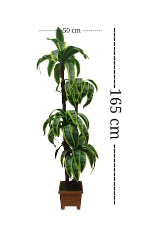 Yukka Dracaena 4 Gövdeli Palmiye Ağacı Kare Saksıda