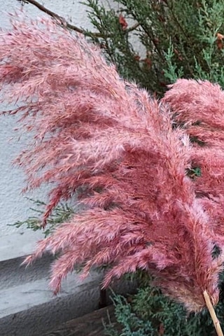 8'li Büyük Demet Pampas Pembe 100cm Boyunda