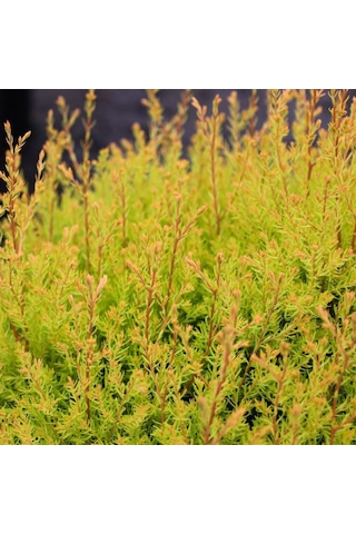 Bahçenize Estetik Ve Renk Katacak Raingold Mazı Fidanı 1-2 Yaş