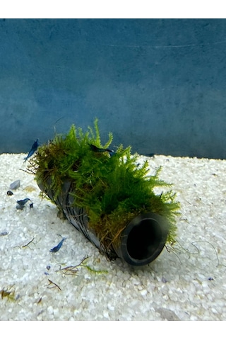 Canlıpetshop Y-moss Sarılı Tüp Tekli Karides Üretim Tüpü Yuvası ve Akvaryum Dekoru