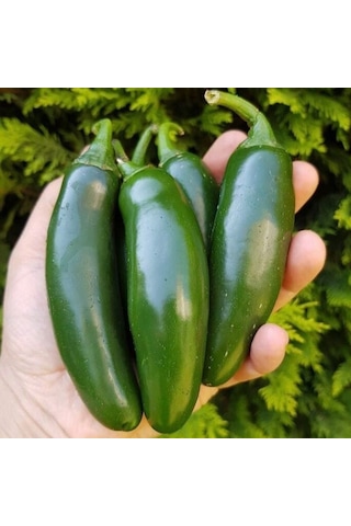 Aktif Jalapeno Zehir Gibi Acı Biber Fidesi 5 Adet