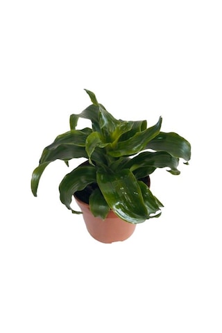 Dracaena Janet Craig