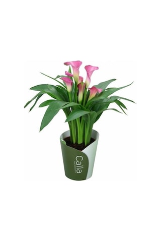 Gala Gelin Çiçeği Calla Lily Pembe 10-20 Cm