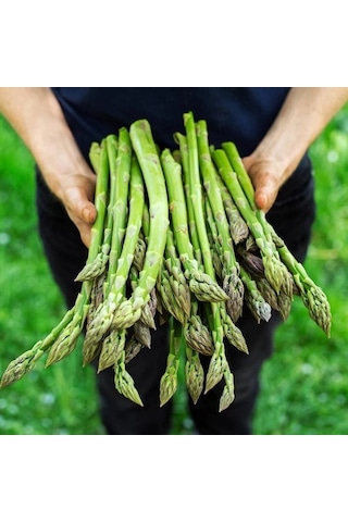Ata Tohum Geleneksel Asparagus Kuşkonmaz Tohumu 20 Tohum