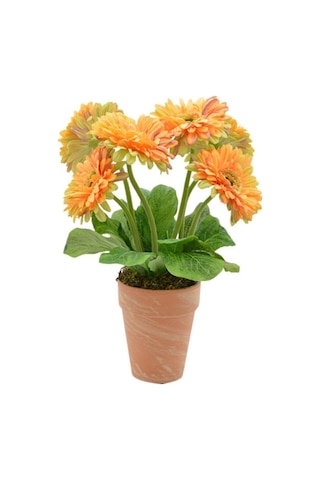 Nadir Karışık Gerbera Çiçeği Tohumu 5 Tohum Çiçek Tohumu