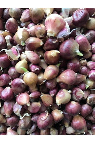 Tek Diş Mürdük Sarımsağı Tohumu Arpacık 50 Gr Ort 150 Ad Tohum