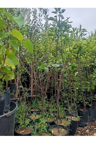 Yeşil Deniz Fidancılık Tüplü Mürdüm Erik Fidanı 100-150 Cm
