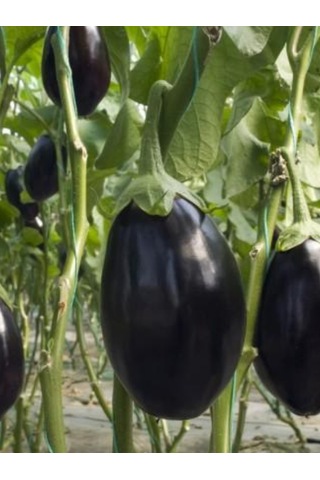 Topan Patlıcan Fidesi 100 Adet