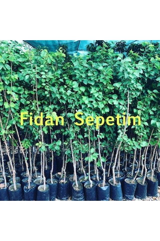 3 Yaş Aşılı Şekerpare Kayısı Fidanı Yarı Bodur