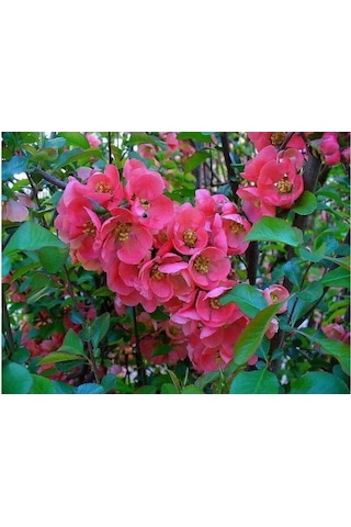Japon Ayvası Bahar Dalı Fidanı Chaenomeles Japonica 30-50 Cm