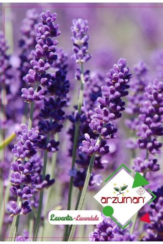 Arzuman Süs Bitki Lavanta Çiçek Tohumu