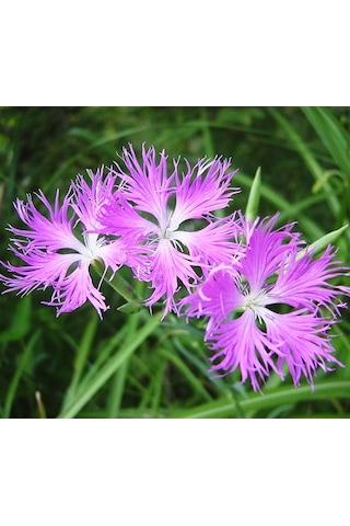 250+ Adet Kokulu Pembe Çiçekli Karanfil Tohumu