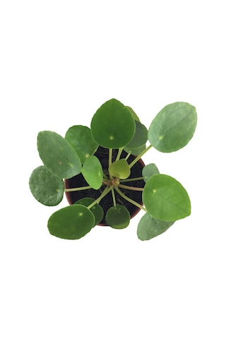 Pilea Peperomioides (Para Çiçeği) Ø5,5 CM Y0-10 CM