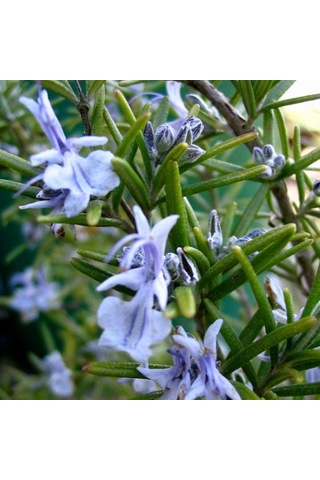 Biberiye Fidanı - Rosmarinus Officinalis 2 Yaşında Tüplü