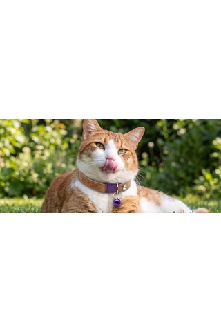 Jadda El Yapimi Deri Kedi Tasmasi Zilli Deri Kolay Açilan Klips Tokali Mor