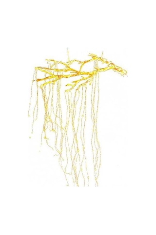 Novahub Bakır Tel Led Işık, 280 Işık 14 Dal 2m Bahçe Deko, Sıcak Beyaz Eu Fiş, Uzaktan Kumanda/güneş Enerjisi Diğer