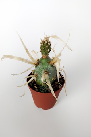 Tephrocactus Articulatus var. Papiracantus Kağıt Omurga Kaktüsü