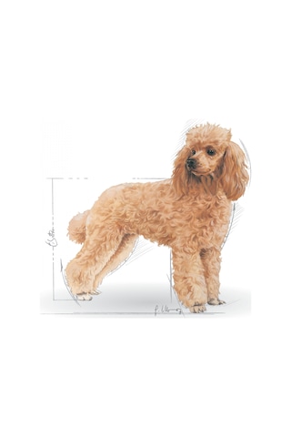 Royal Canin Adult Poodle Küçük Irk Yetişkin Köpek Maması 3 KG