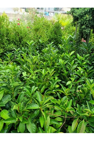 Yeşil Deniz Fidancılık Lisidum Kartopu Fidanı 50-100 Cm