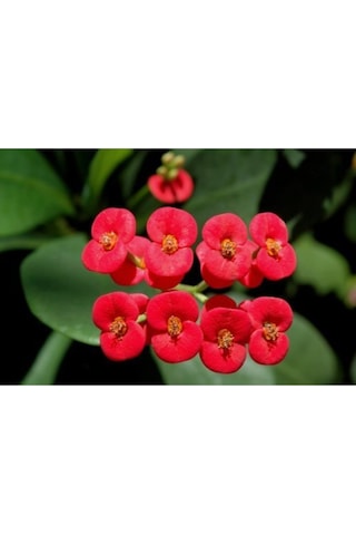 Serada Decor Plant Kırmızı Dikenler Tacı 30cm 40 Cm Saksılı