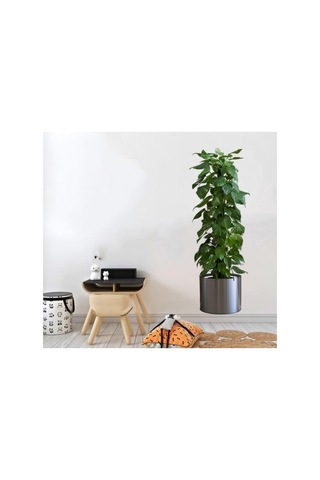 Saksılı Bitki Tasarımlı Yapışkanlı Sticker Resim 90 30 Cm Şeffaf