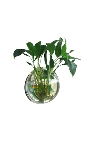 Hombey Duvar Takılı Akvaryum, Akrilik Materyal, 15 Cm Çap, Kolay Kurulum, Ev/ofis Dekorasyonu, Type 1 Ayna