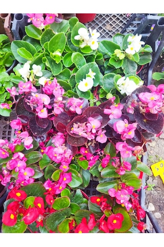 3 Adet Dış Mekan Çiçekli Bodur Begonya Begonia Cucullata