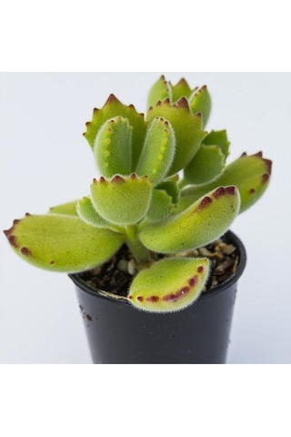Cotyledon Tomentosa Sukulent Bitki Ayı Pençesi