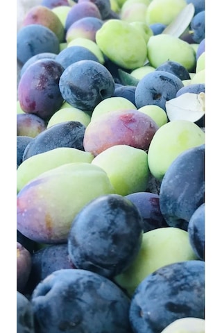 Tüplü Zeytin Ağacı Fidanı Gemlik Zeytin Fidanı