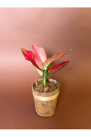 Aglonema Aglaonema Commutatum 27 Cm Kırmızı Yapraklı Form