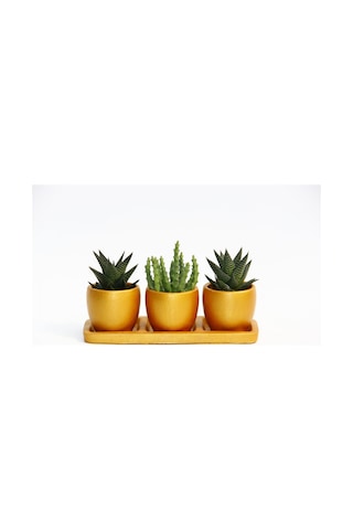 Trio Orange Sukulent Seti - Haworthia. Huernia