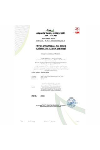 Saksıda Organik Lavanta - 2 Saksı