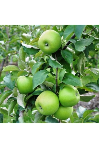 Granny Smith Elma Fidanı 3 Adet