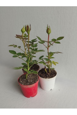 3' Lü Mini Gül Fidesi Karışık Renk 15-20cm Saksılı Mix Rose