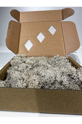 Reindermoss Şoklanmış Norveç Yosunu Terarium Yosunu Natural Green 100 Gr.