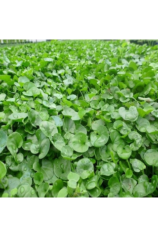 Dichondra Repens Fare Kulağı Çim Tohumu 500 GR Kutuda