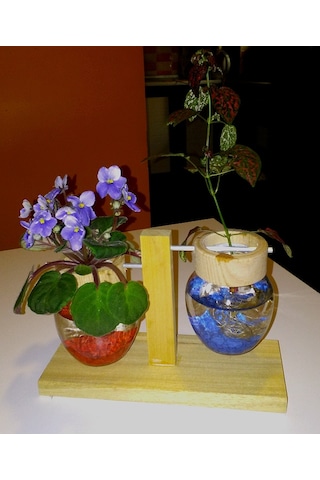 Topraksız Bitki ve Çiçek için Ahşap Ayaklı Cam Vazo