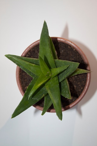 Haworthia Pentagona Sukulent Tekli 8,0 Cm Orta Boy Saksıda