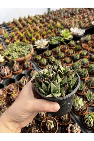 Haworthia Venosa Tessellata Sukulent 1 Adet