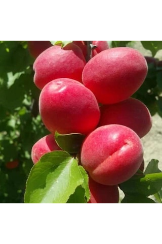 Kayısı Perfect Red 180-220 Cm Tüplü