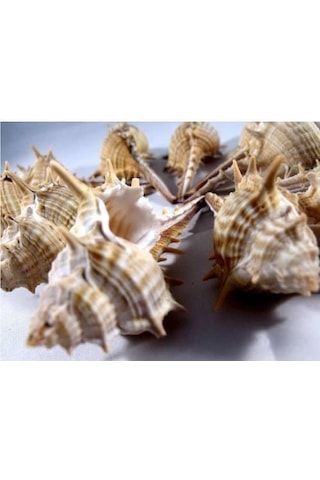 %100 NATUREL DOĞAL GERÇEK DENİZ KABUĞU 500 Gram -MMM4765
